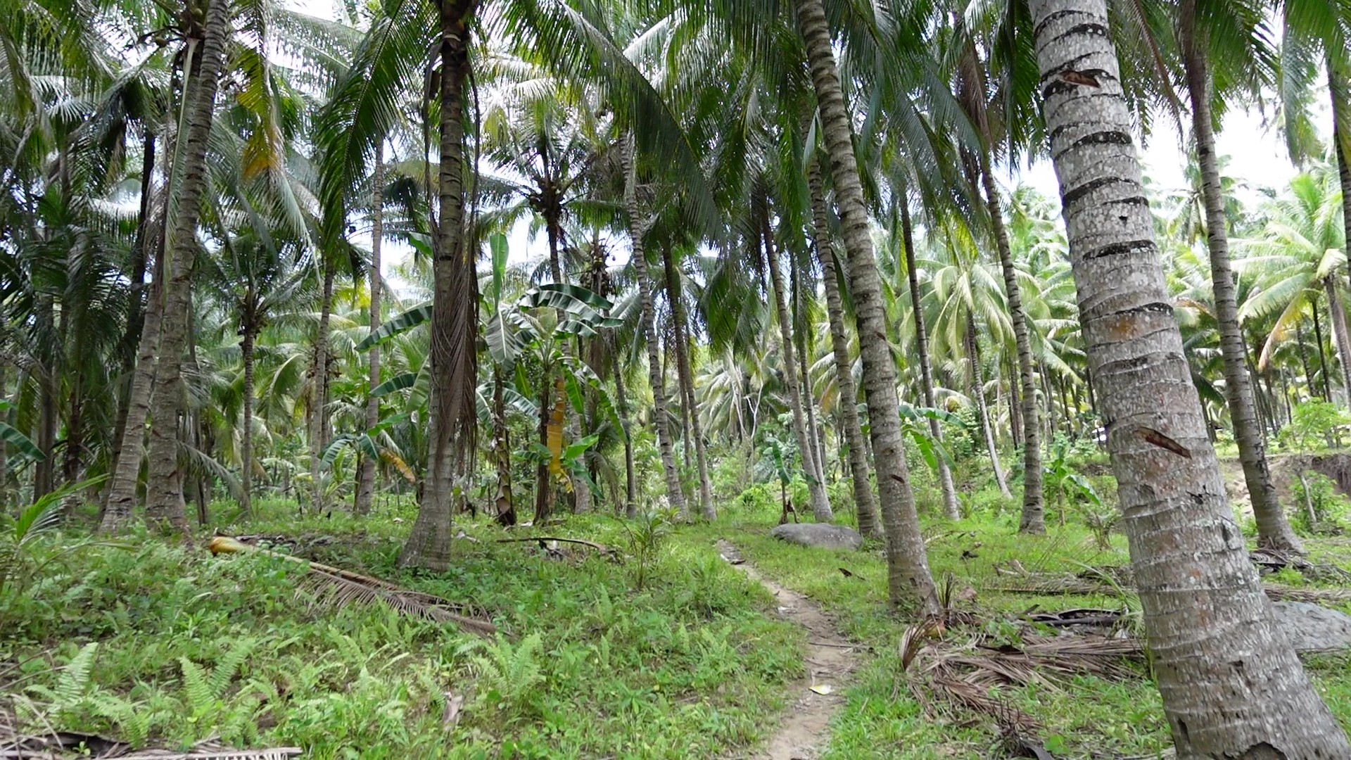 農園内の自然な小道