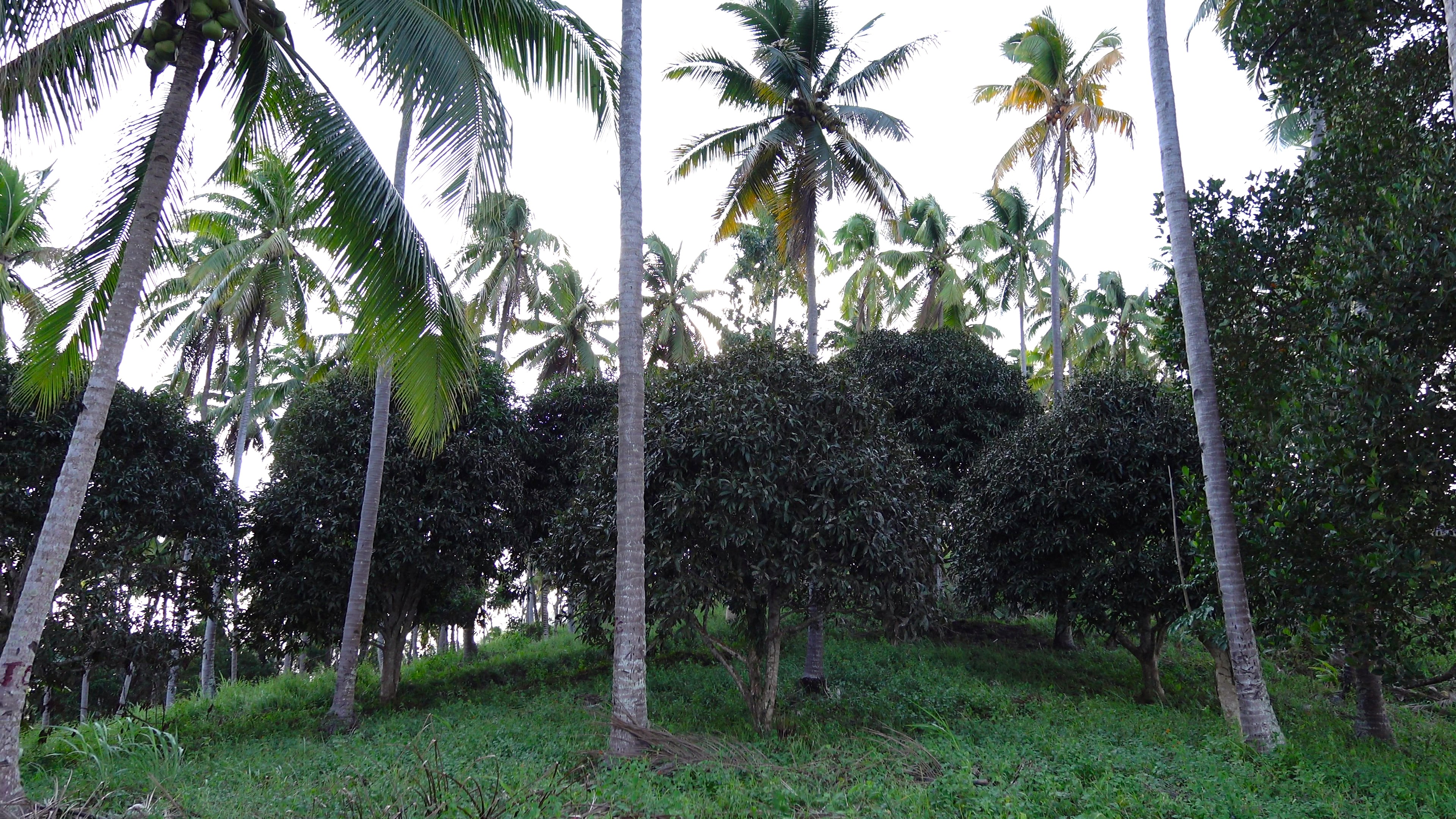 ヤシとマンゴーの共生栽培