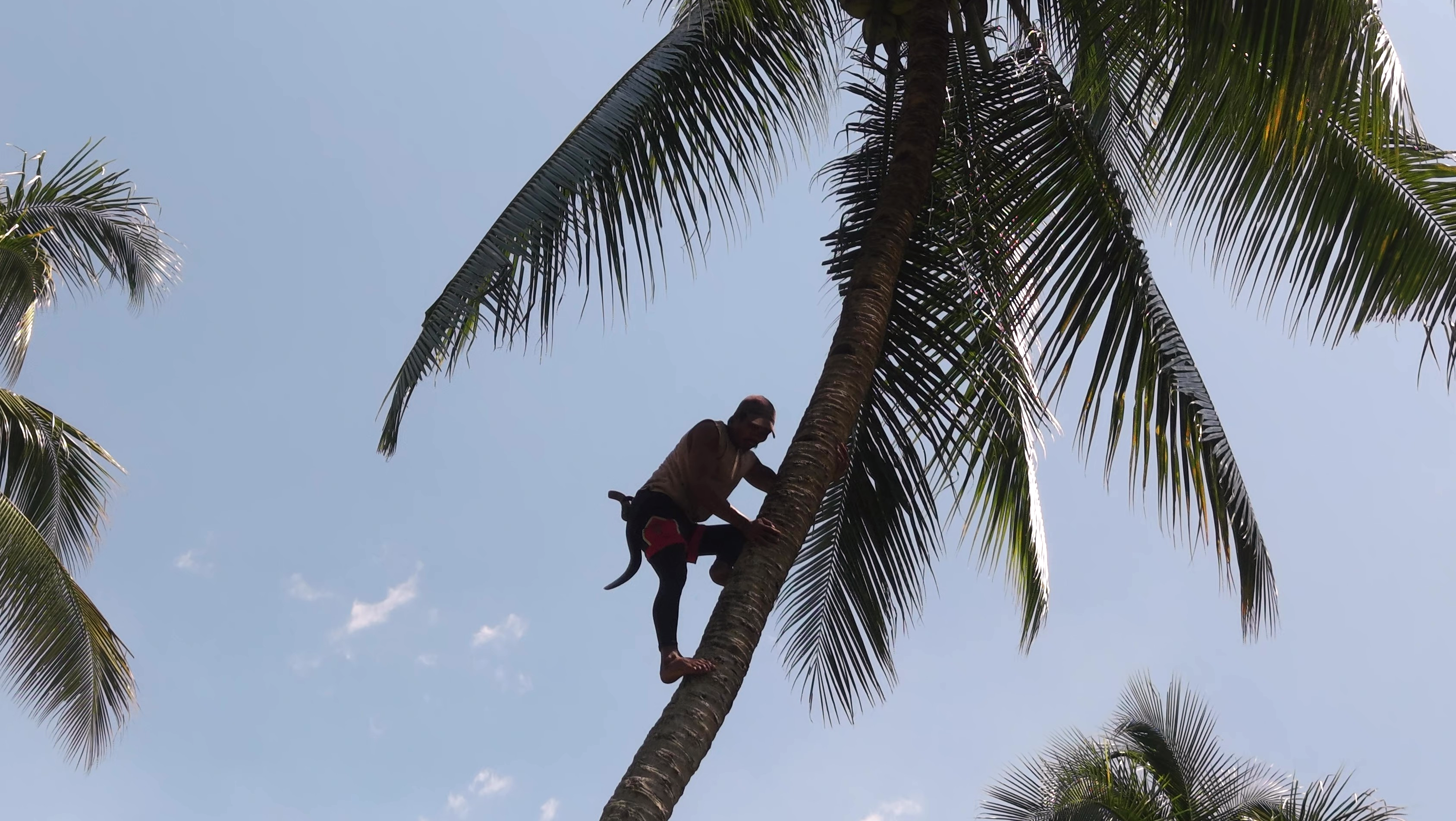 農園での収穫作業