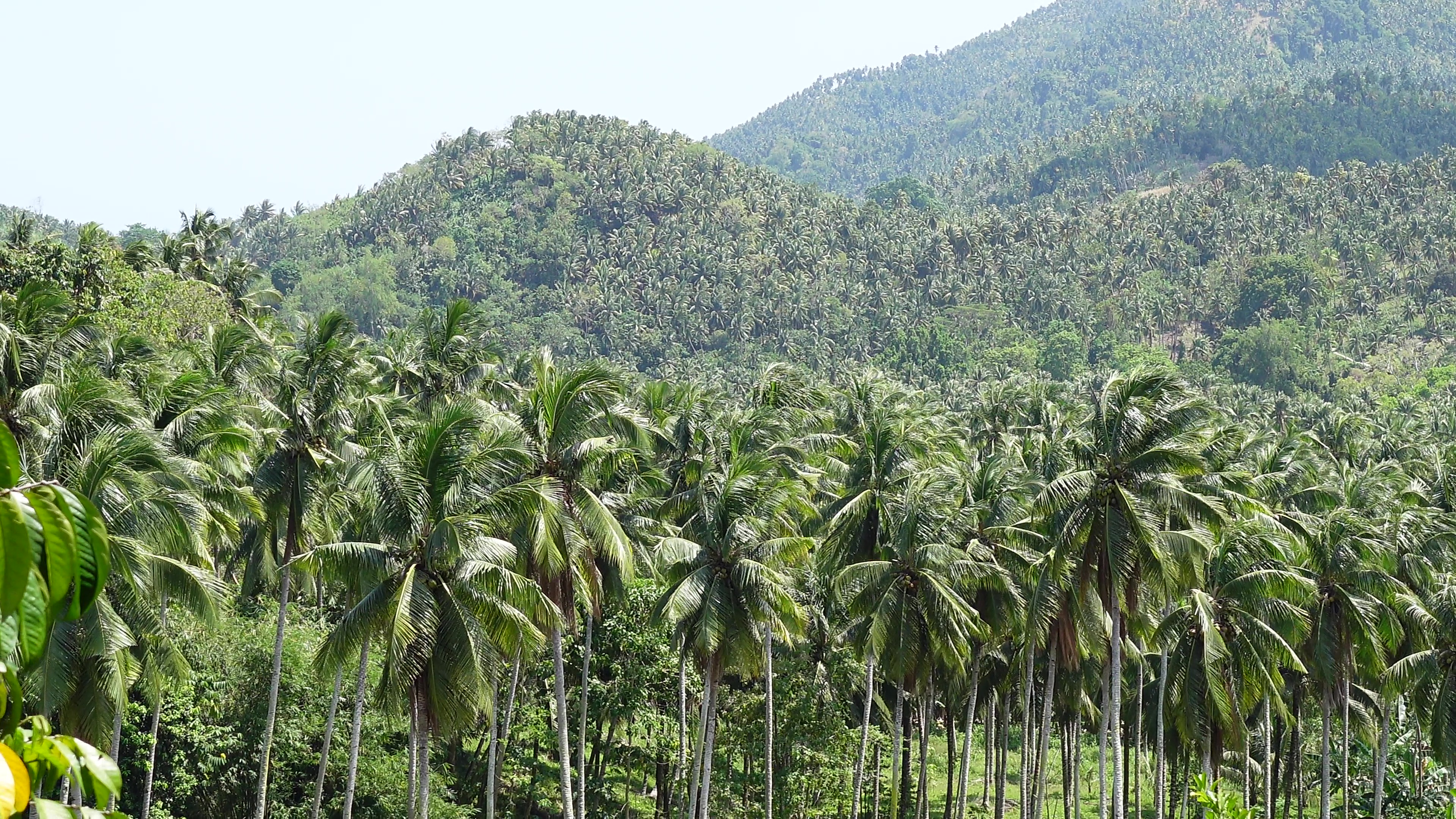 ミンダナオ島南部のココヤシ農園